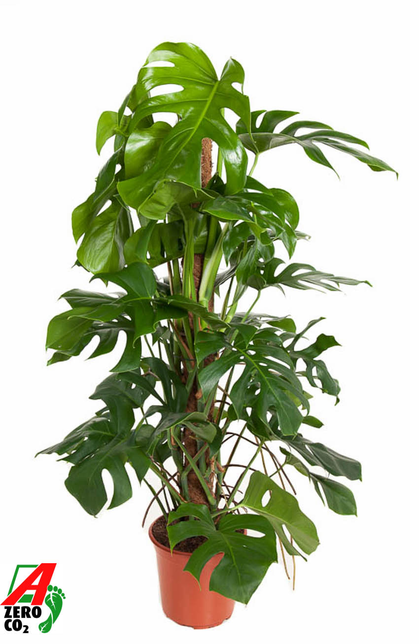 Picture of Monstera deliciosa Moss Stick P24 (LOOSE)