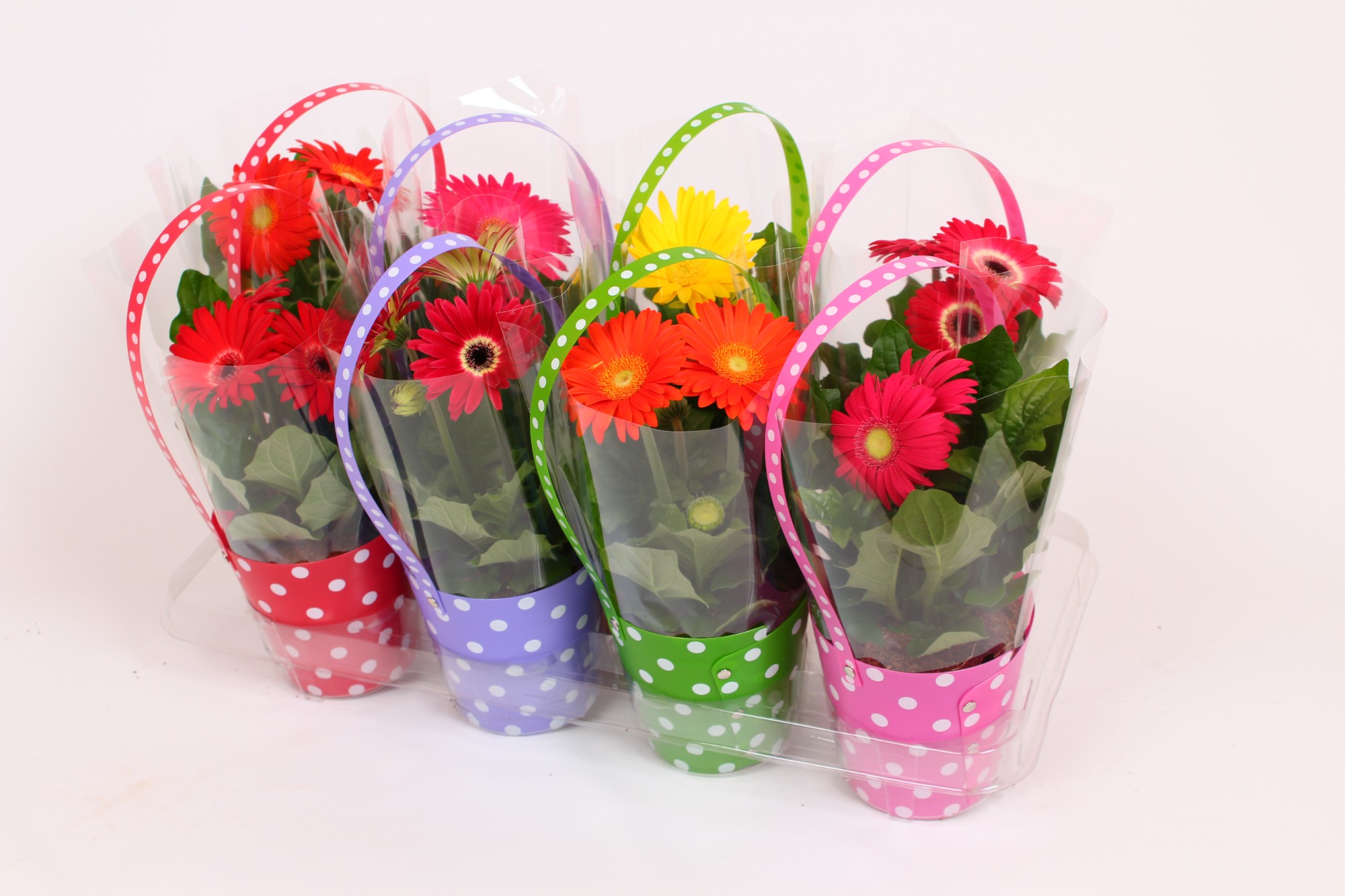 Picture of Gerbera in varieties in bag P13 25CM