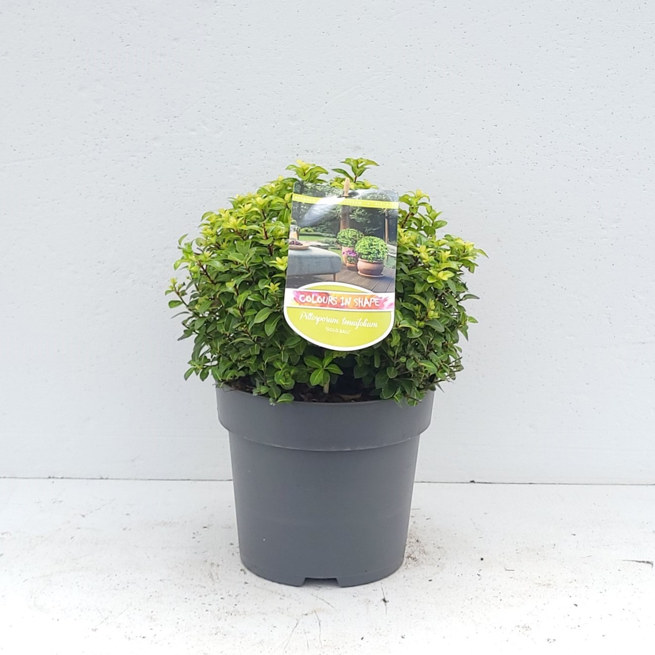 Pittosporum ten. 'Golden Ball' - 'Colours in Shape'