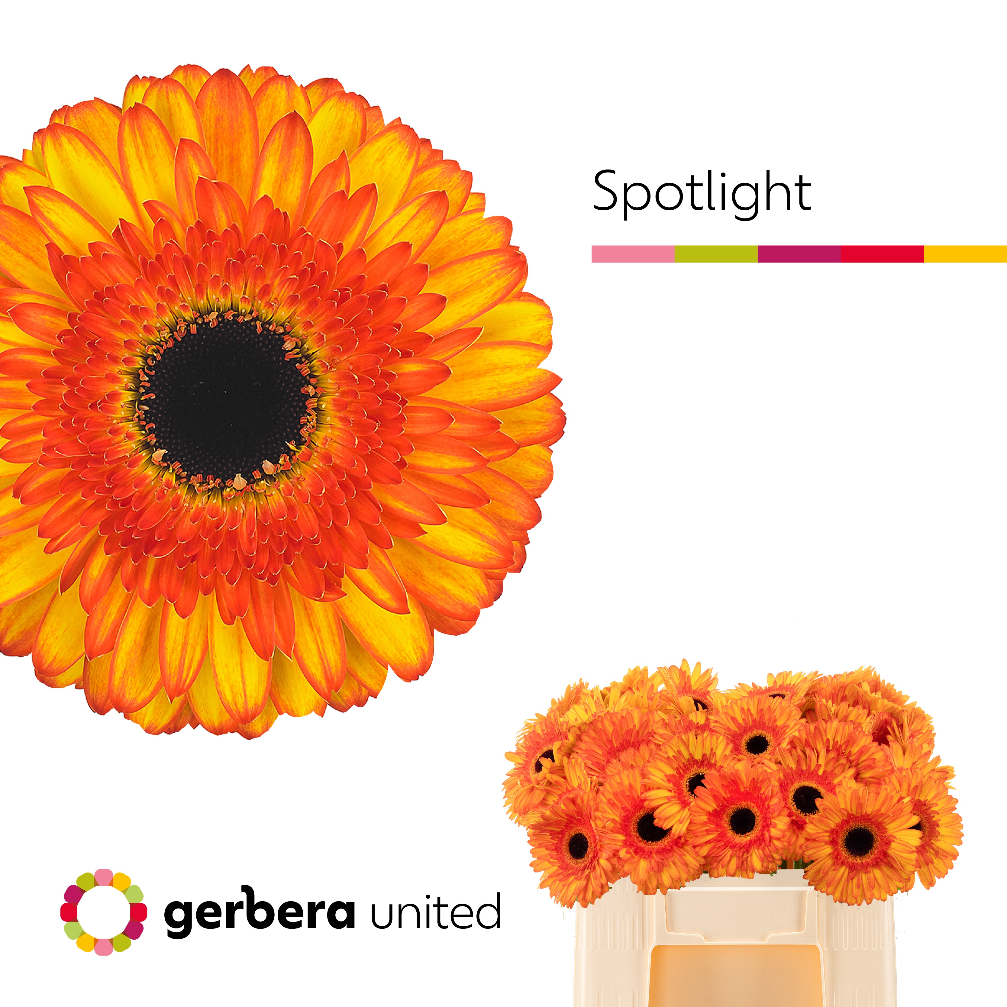 Ge Gr Spotlight