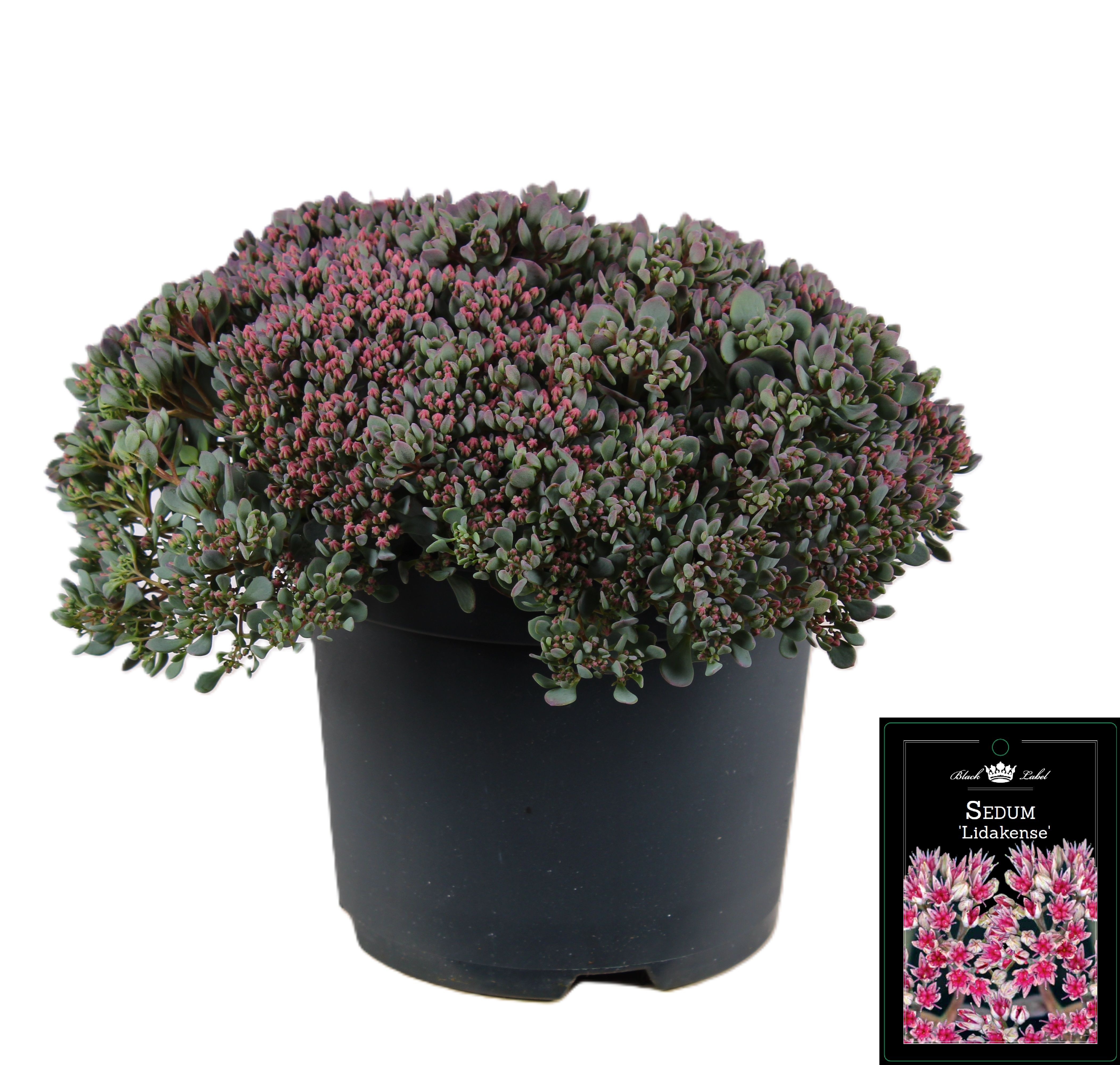 Picture of Sedum Lidakense