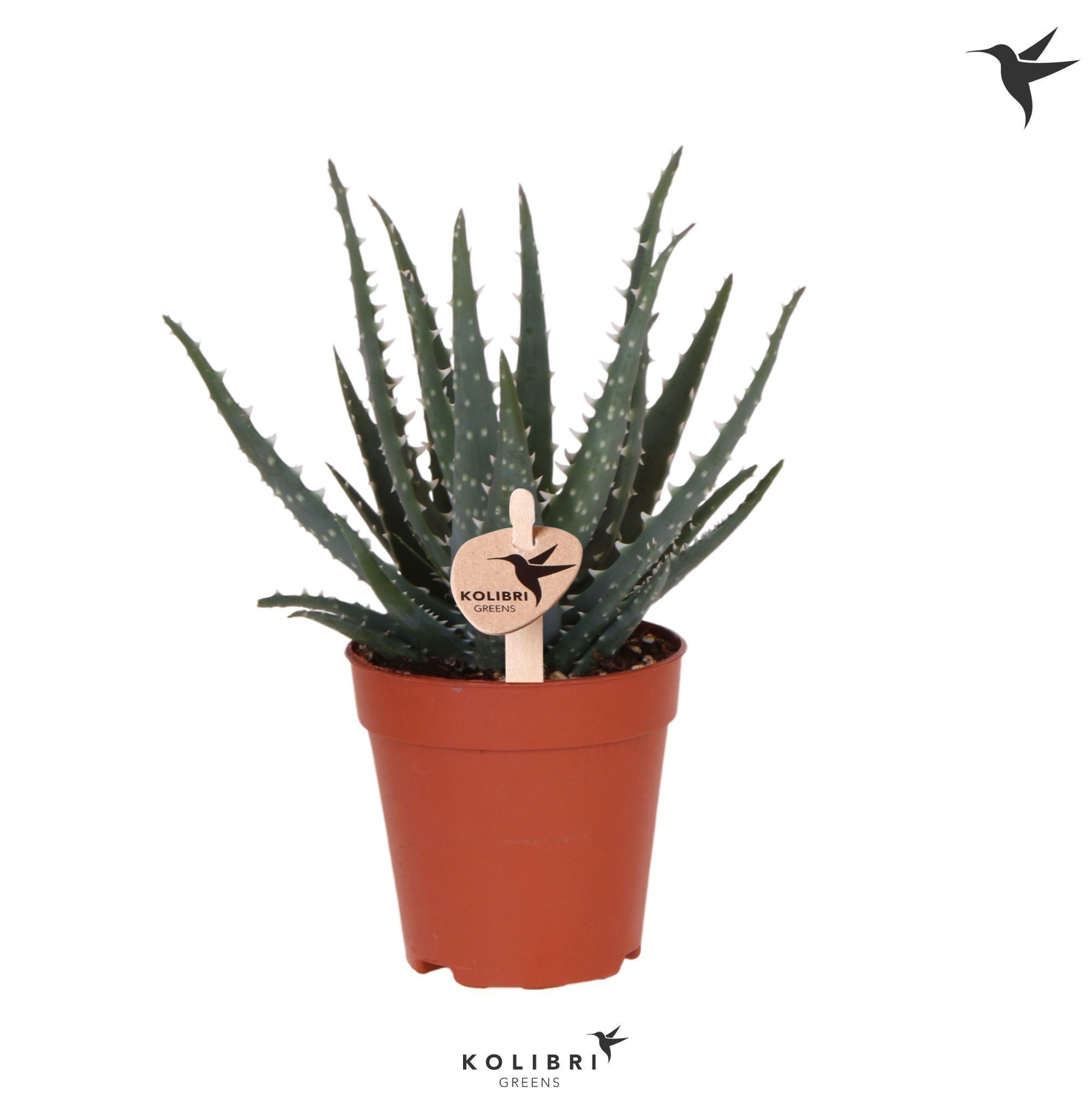 Aloe Aloë Bora