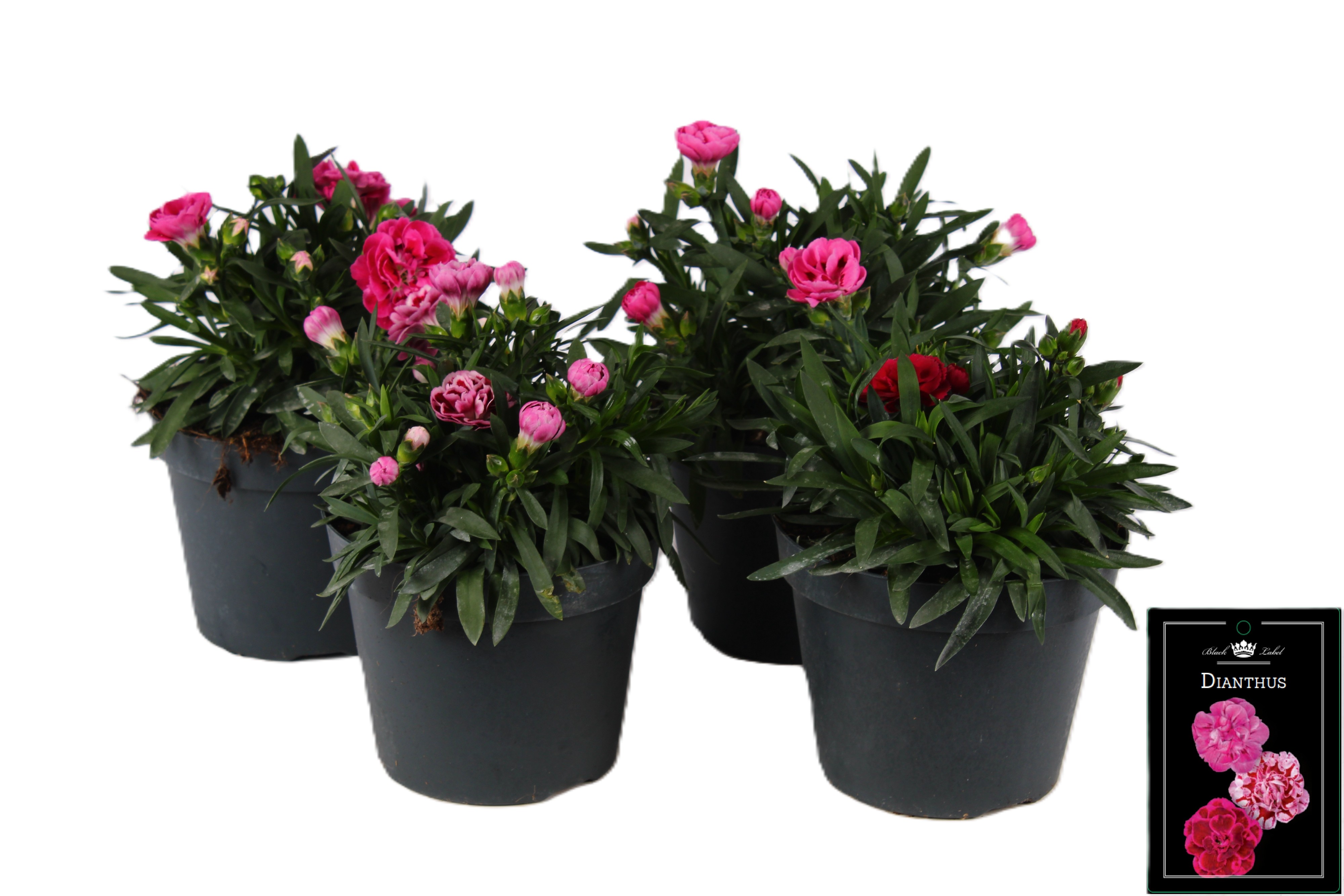 Picture of Dianthus Doublelicious mixed-shelf in tray