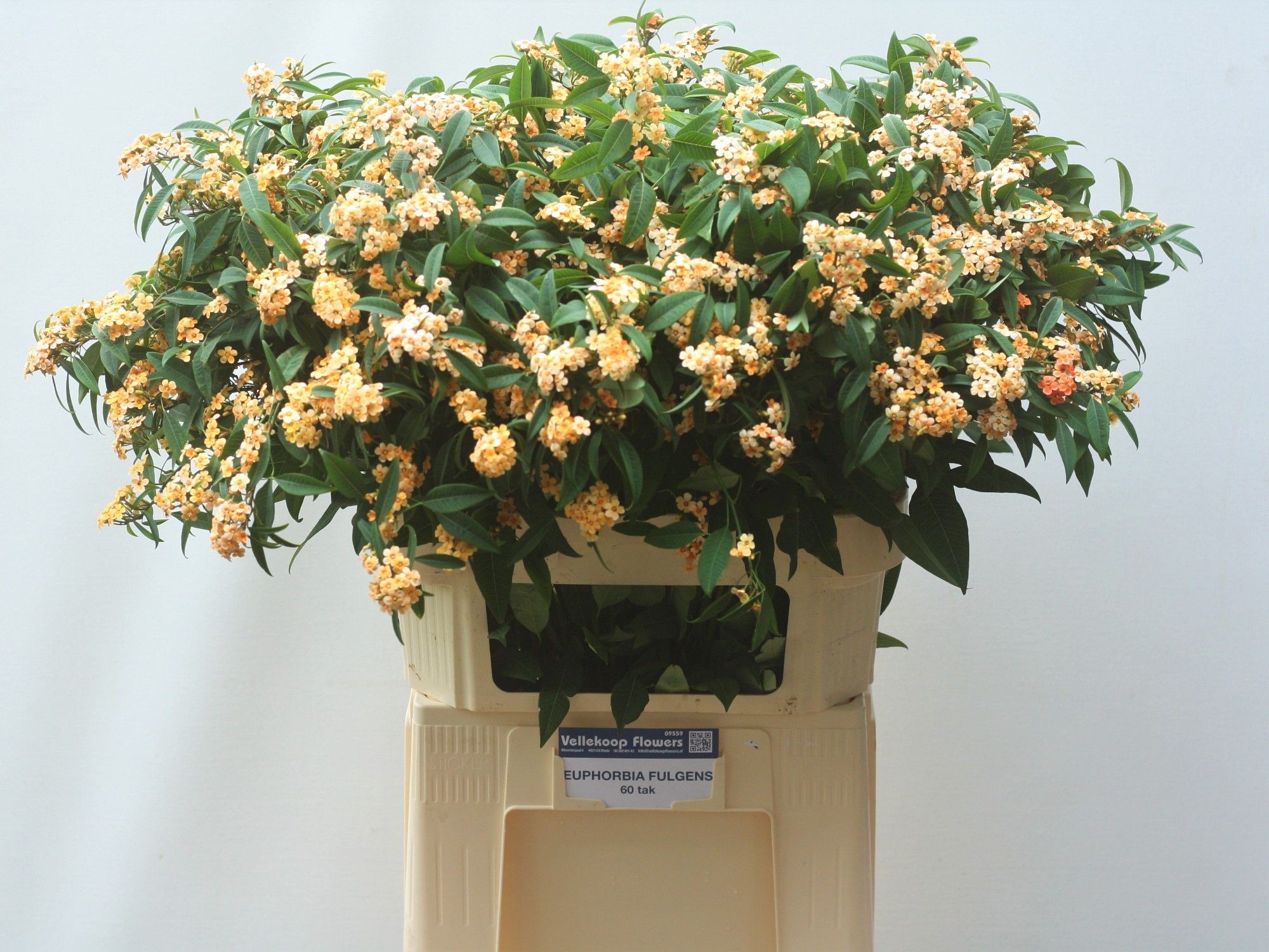 Euphorbia Spray Salmonette 80cm