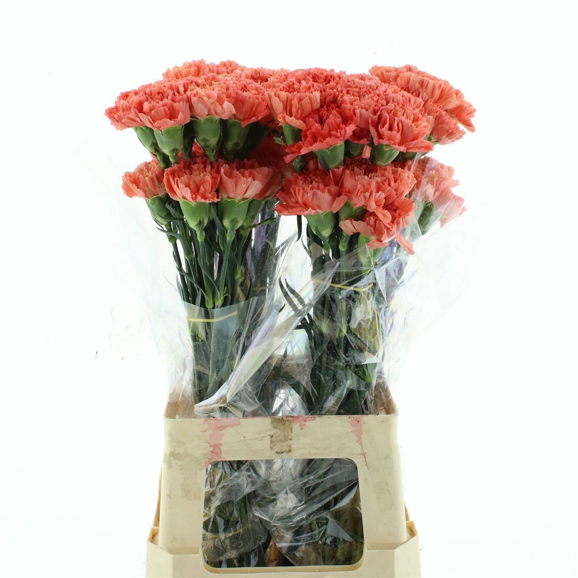 Dianthus Hermes Orange 70cm
