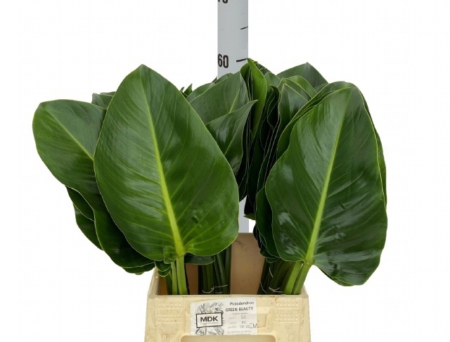 Philodendron Green Beauty 60cm