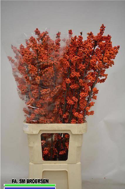 Ilex La Range 110cm