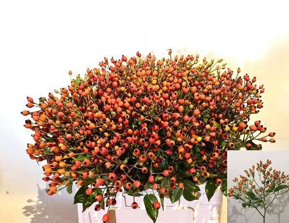 Rosa Magical Miracle 60cm