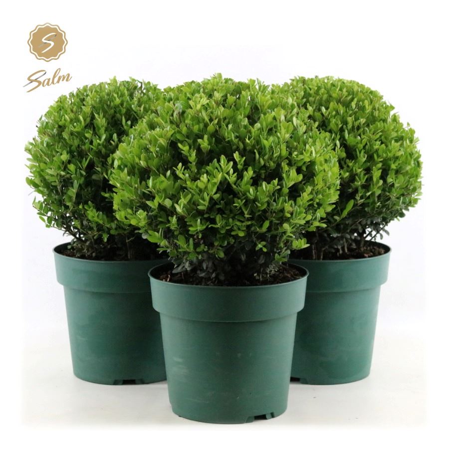 Picture of Ilex crenata 'Jenny'® Ball Ø25cm P21