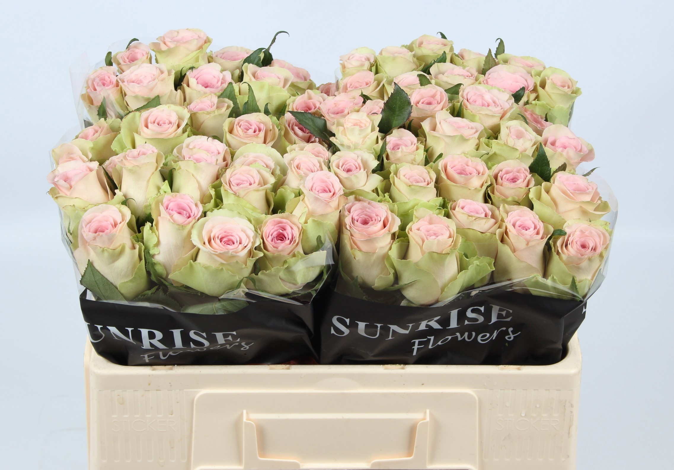 Rosa Trivia 50cm