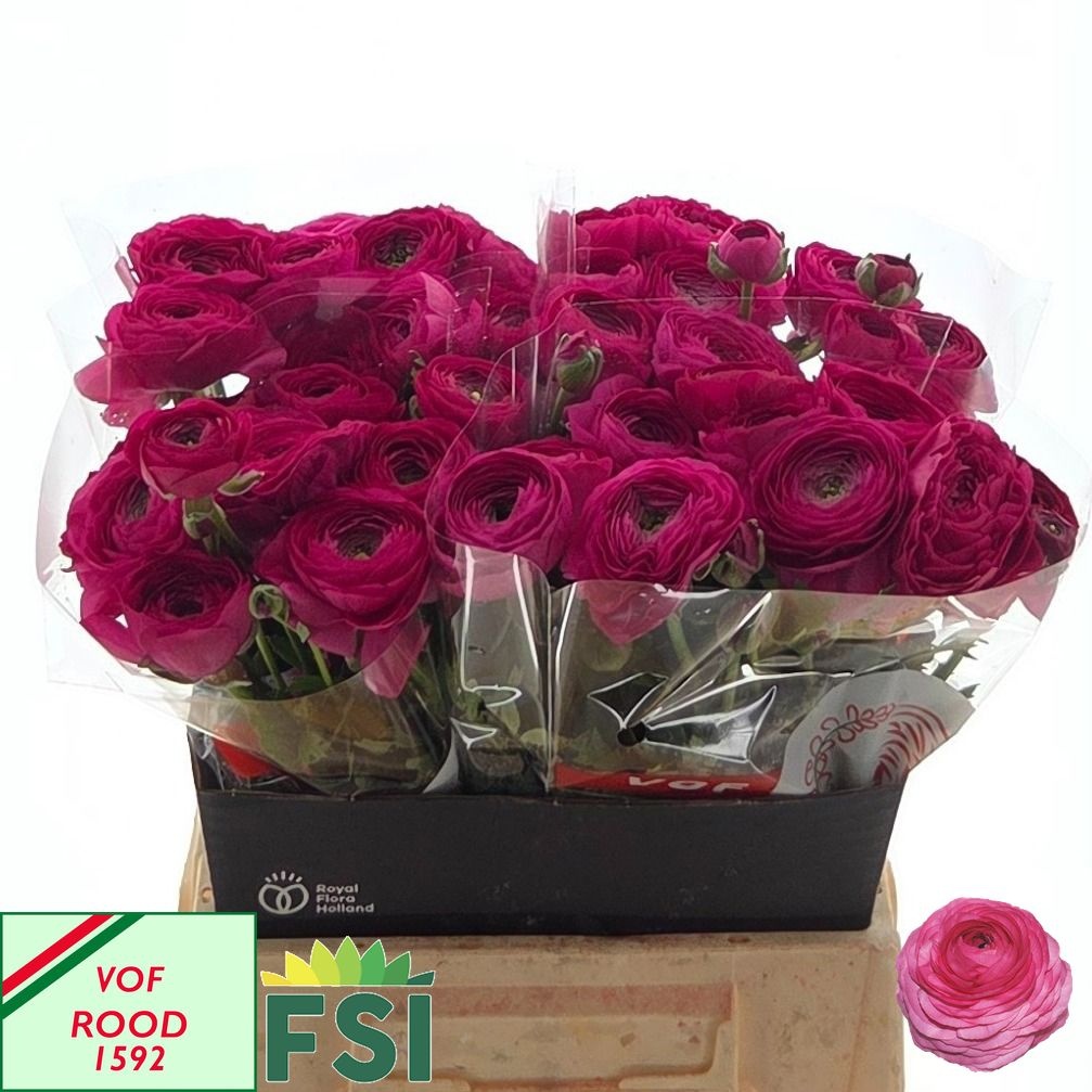 Ranunculus Elegance Hot Pink 45cm