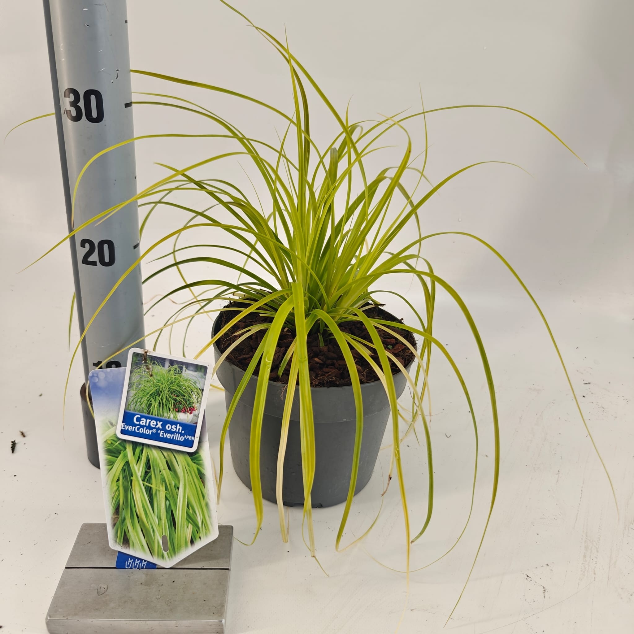 Picture of Carex oshimensis EverColor® 'Everillo' PBR