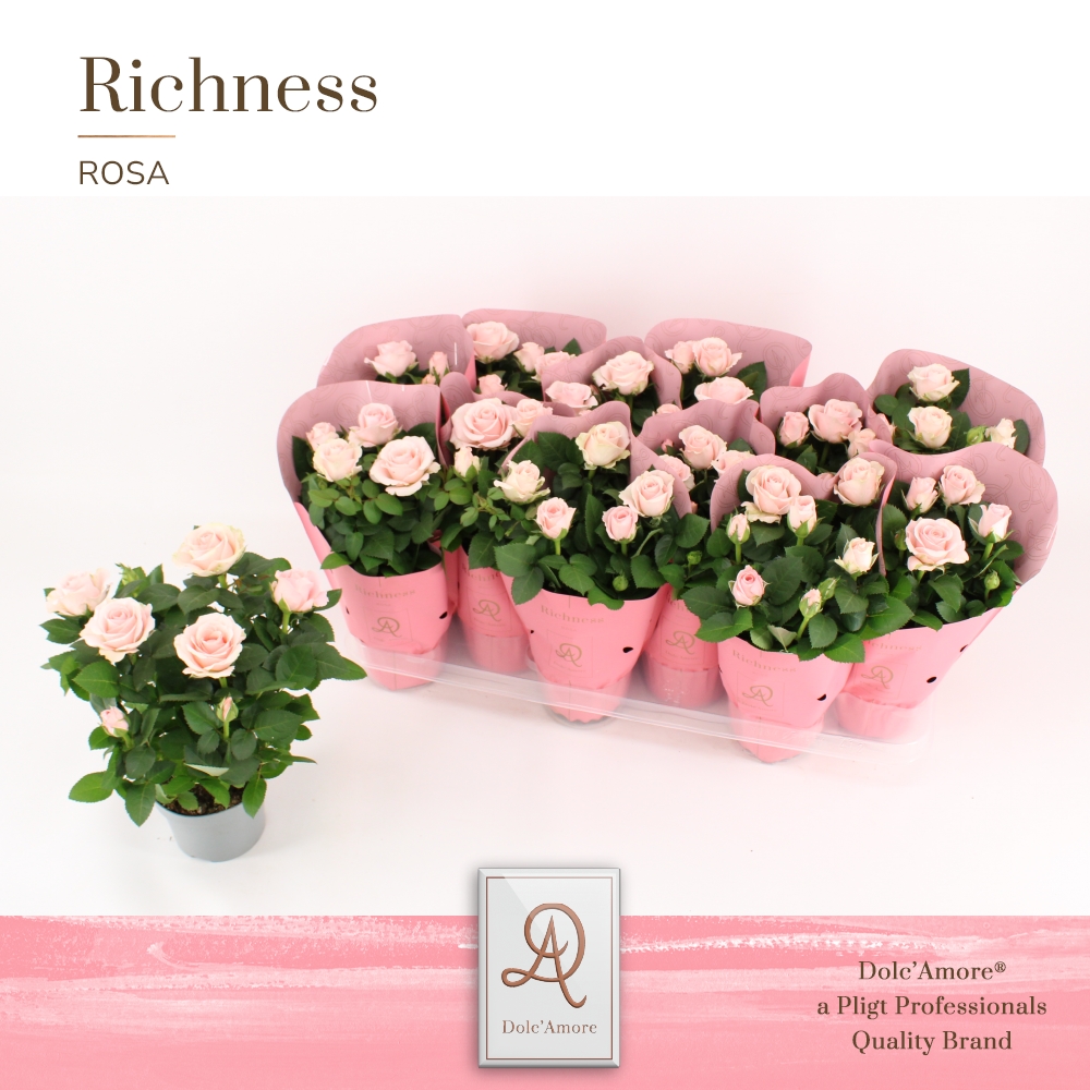 Picture of Rosa Infinity Princess DolcAmore Metallic Richness P10.5 25CM