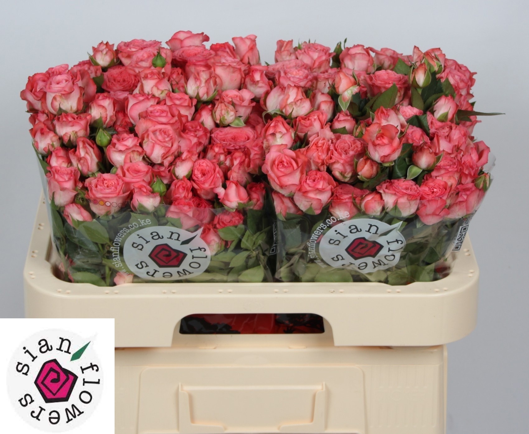 Rosa Spr First Date 60cm