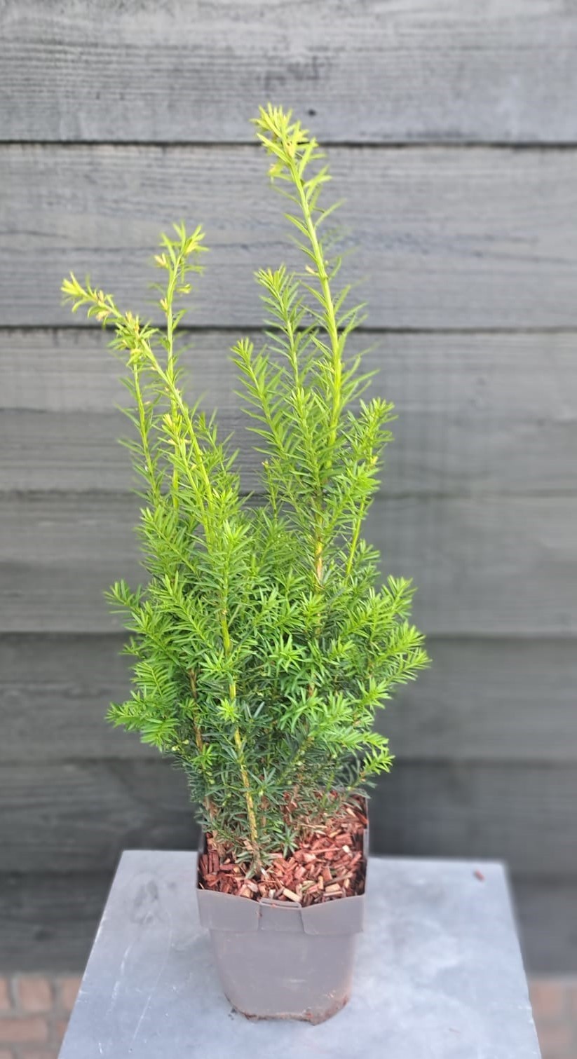 Picture of Taxus media 'Hicksii' P17