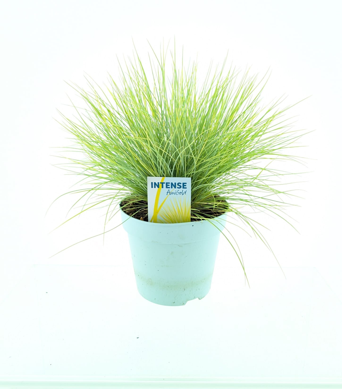 Picture of Festuca glauca AmiGold®