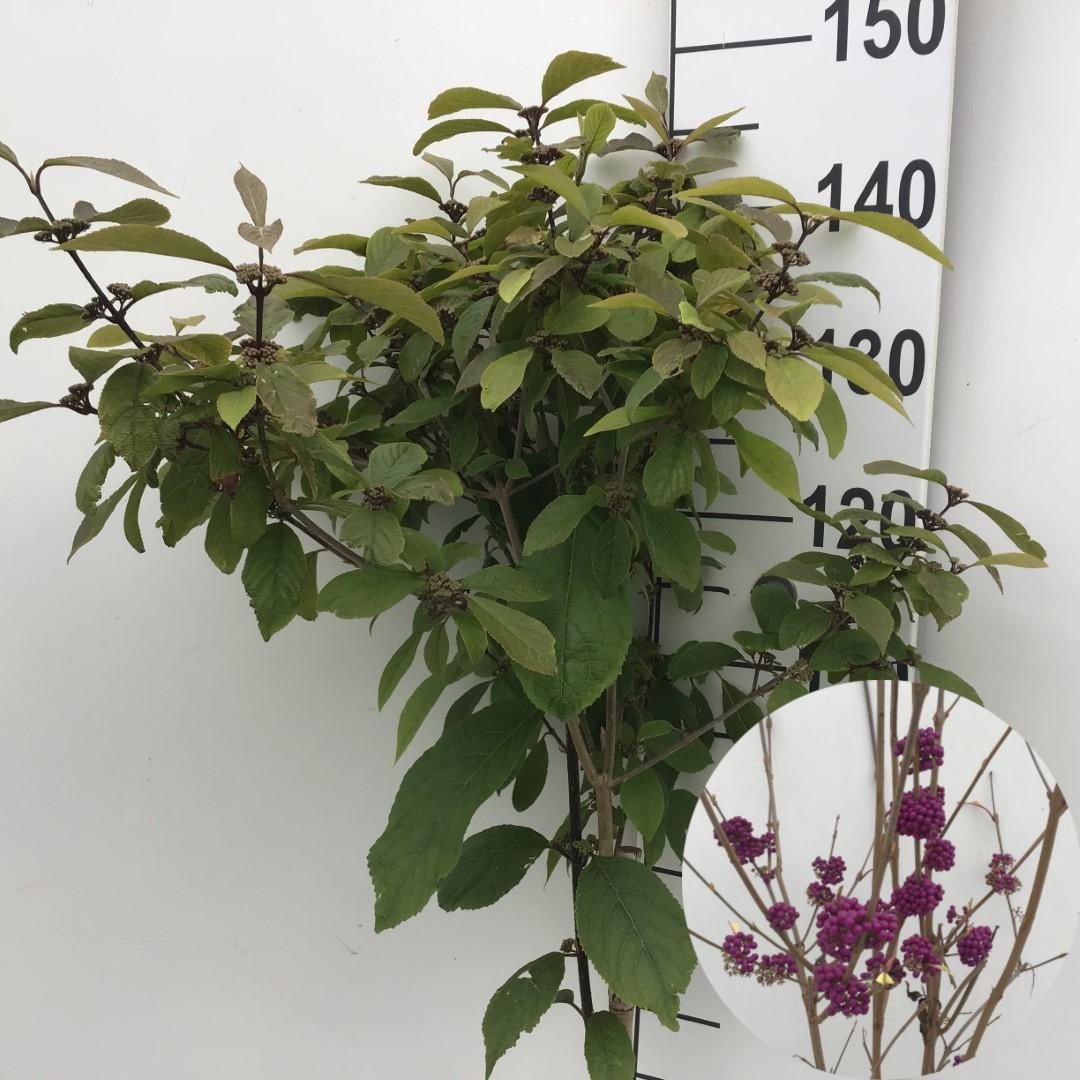 Picture of Callicarpa bodinieri Autumn Glory P26 (7.5 Ltr) 90/STD