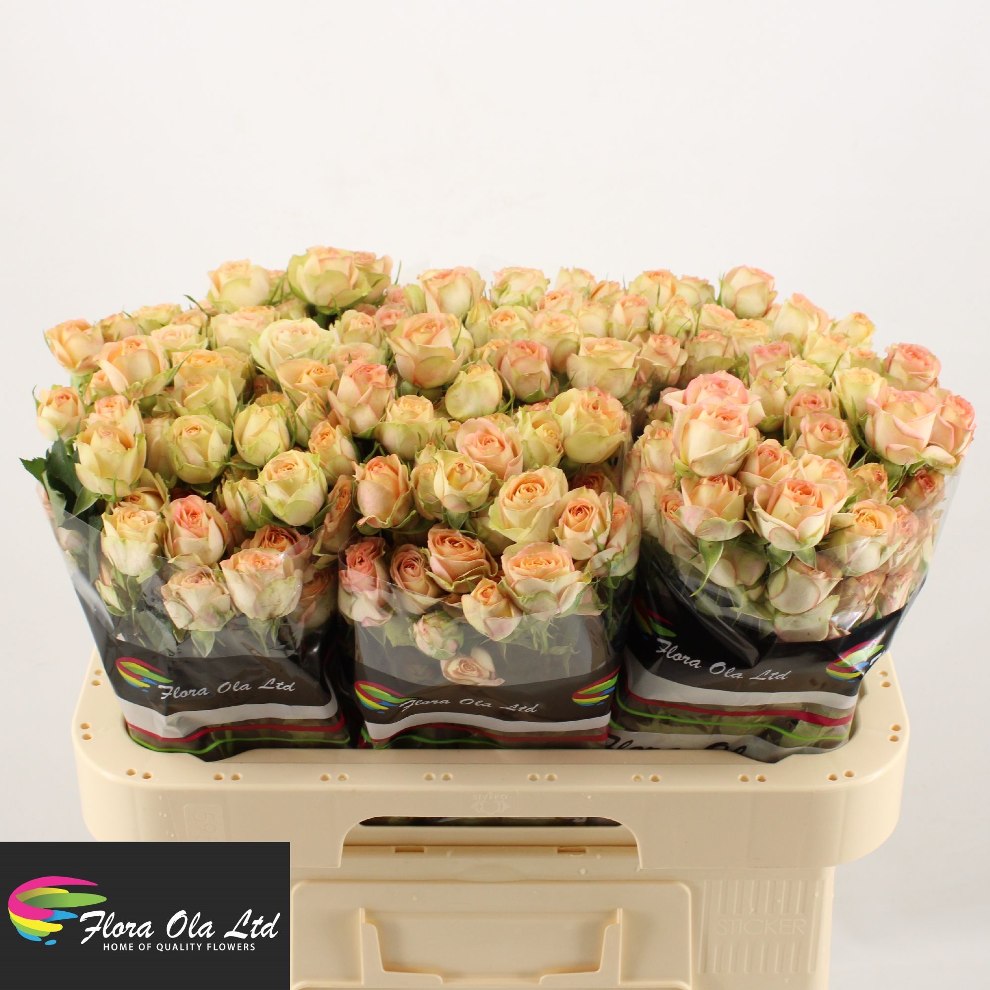 Rosa Spray Azore 60cm