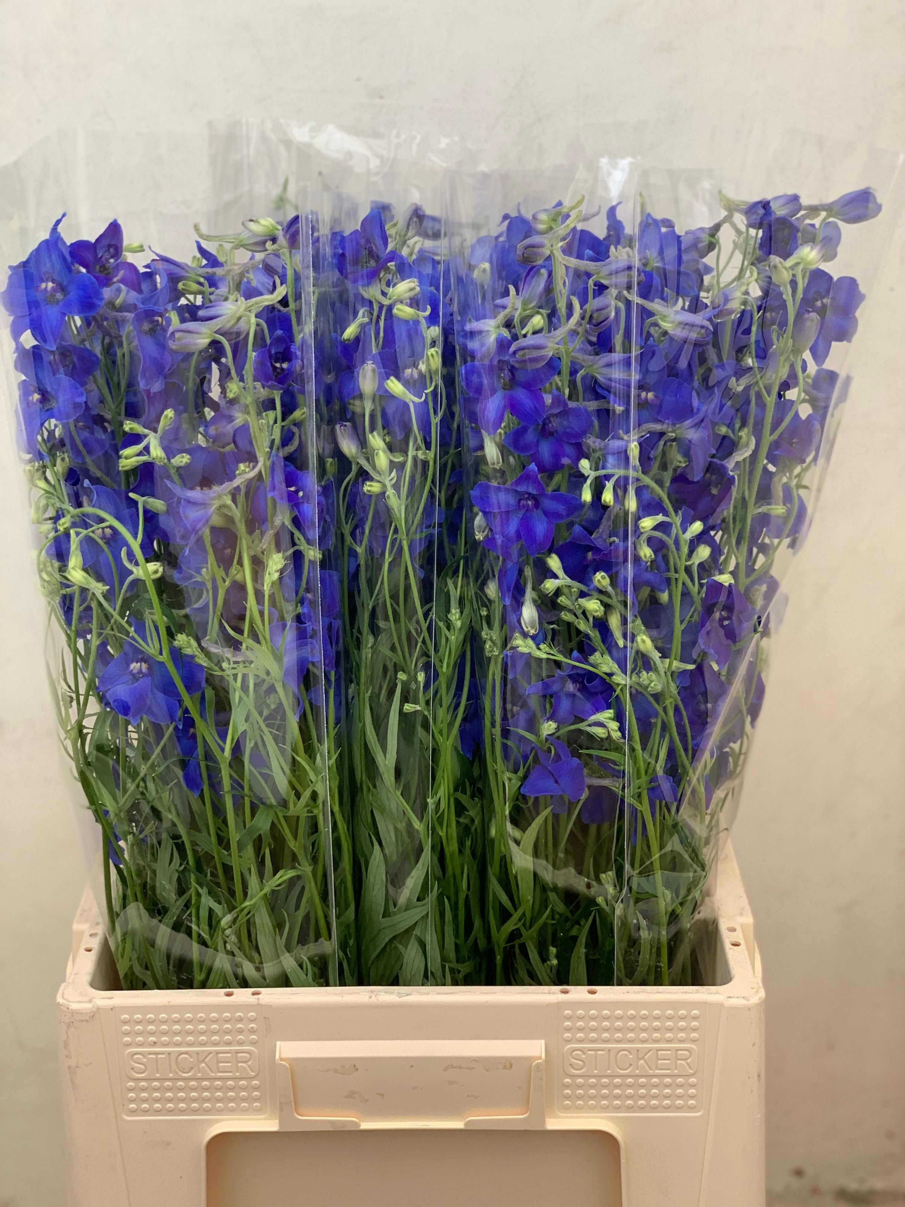 Delphinium Volkenrfrieden 70cm