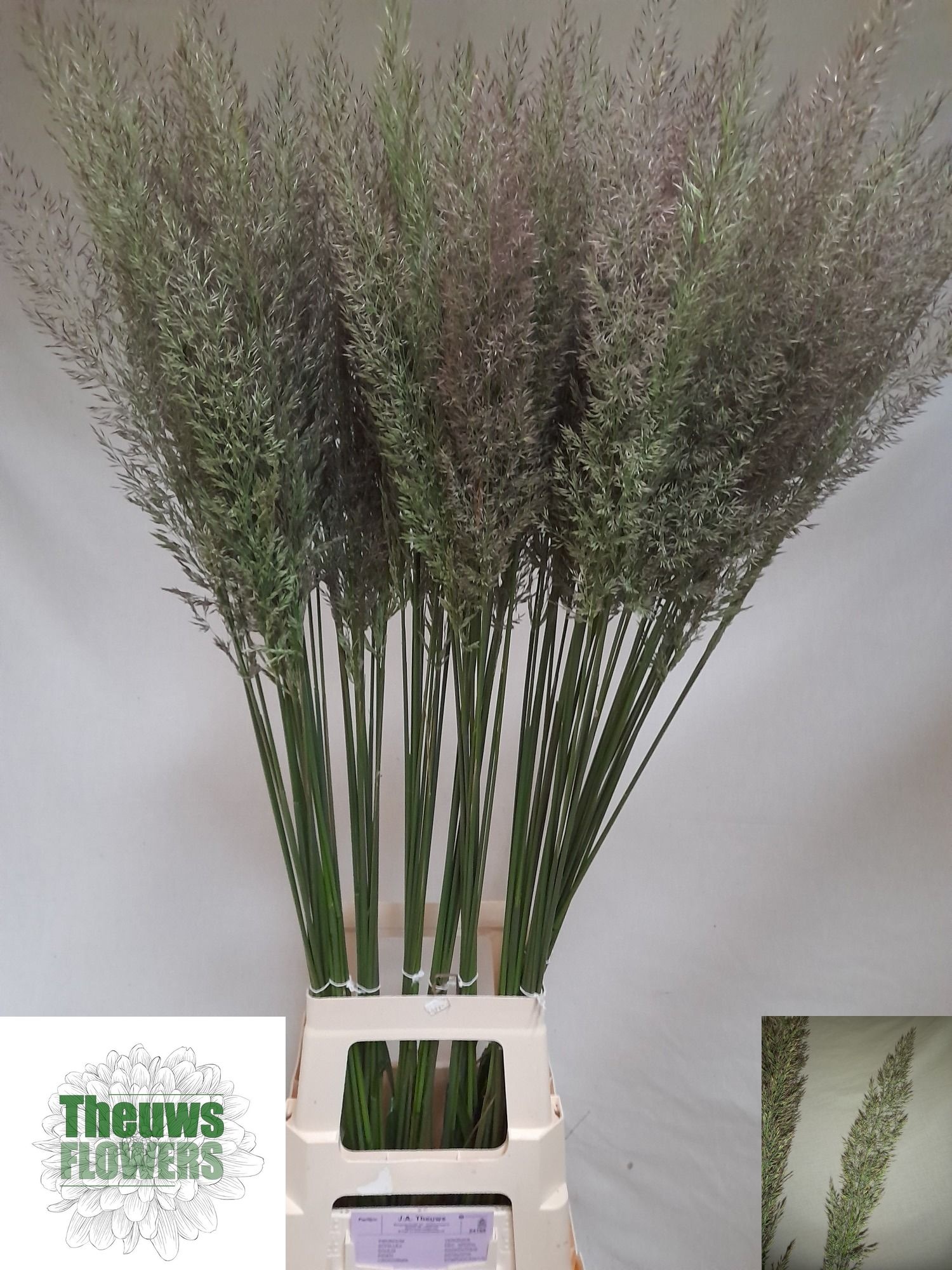 Calamagrostis Brachy 90cm