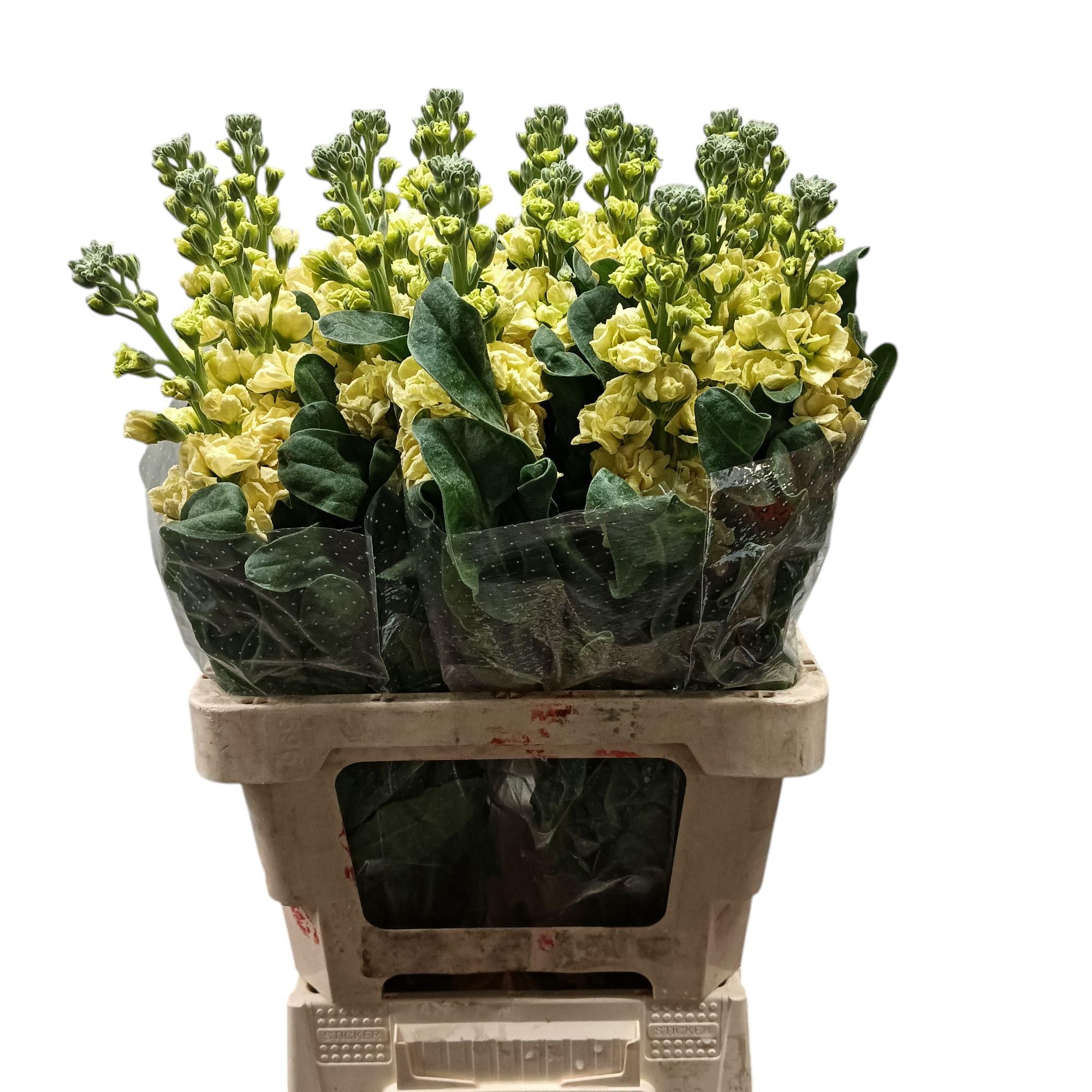 Matth Iron Yellow 70L.cm 12bloei