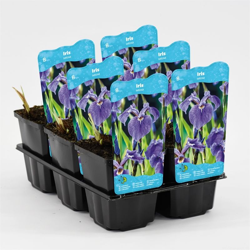 Iris setosa