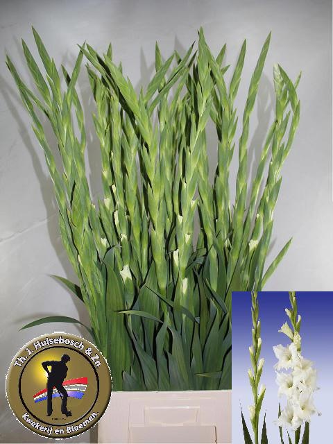 Gladiolus Serena 110cm 170gram