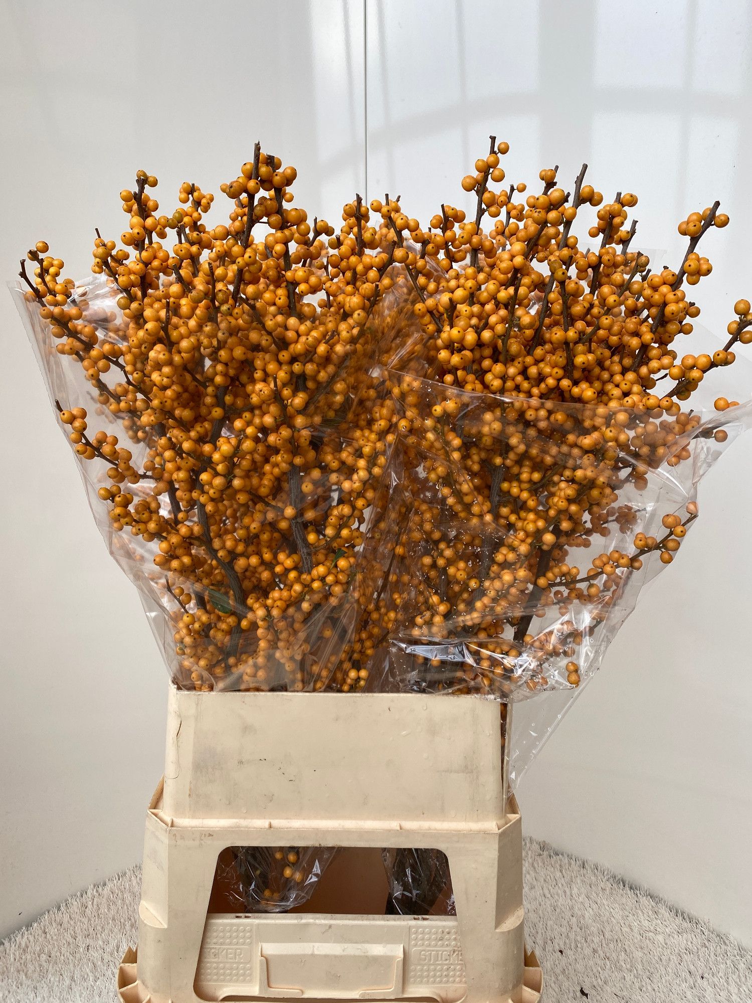 Ilex Golden Verboom 100cm