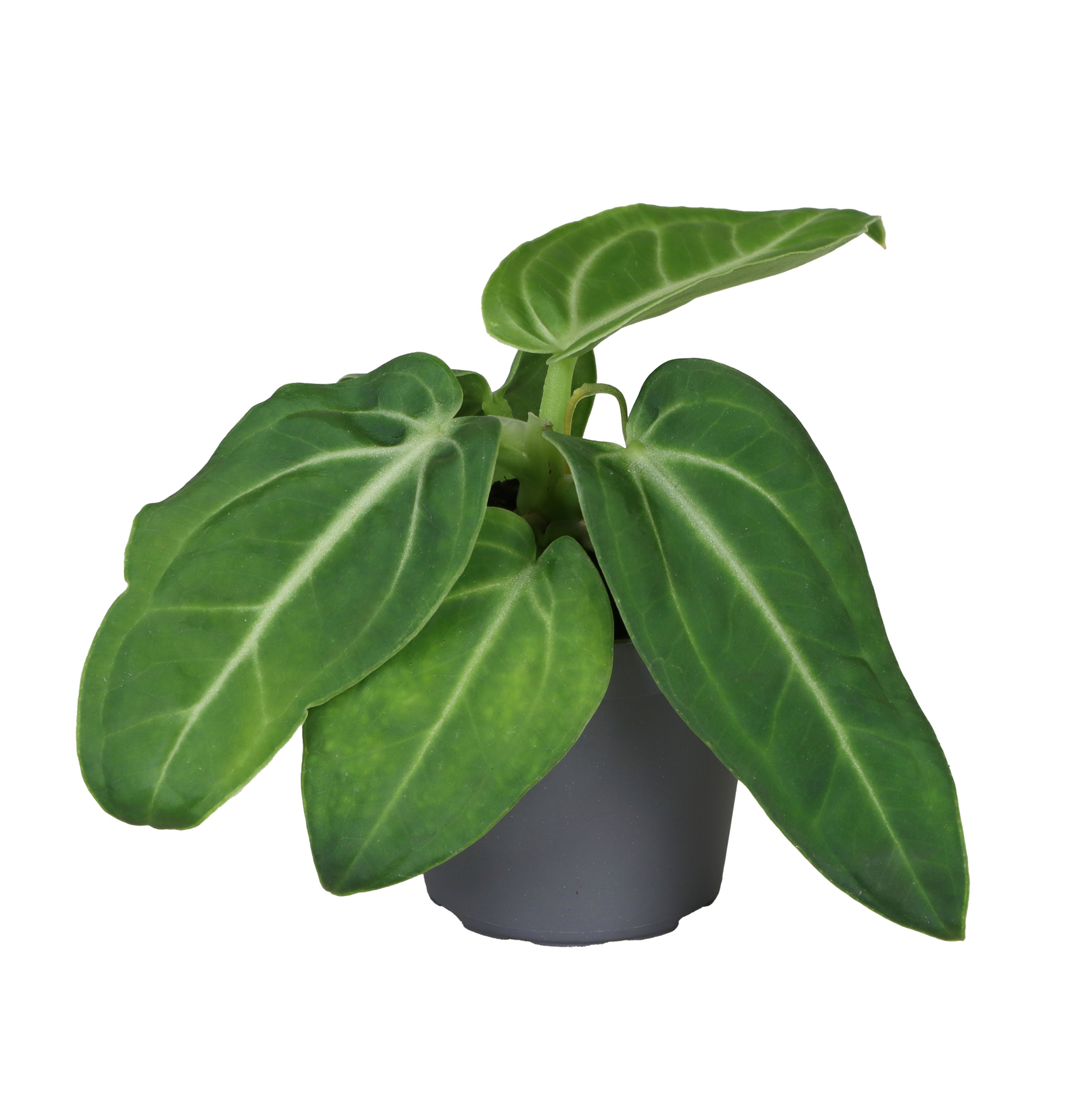 Picture of Anthurium Villenaorum P6 12CM