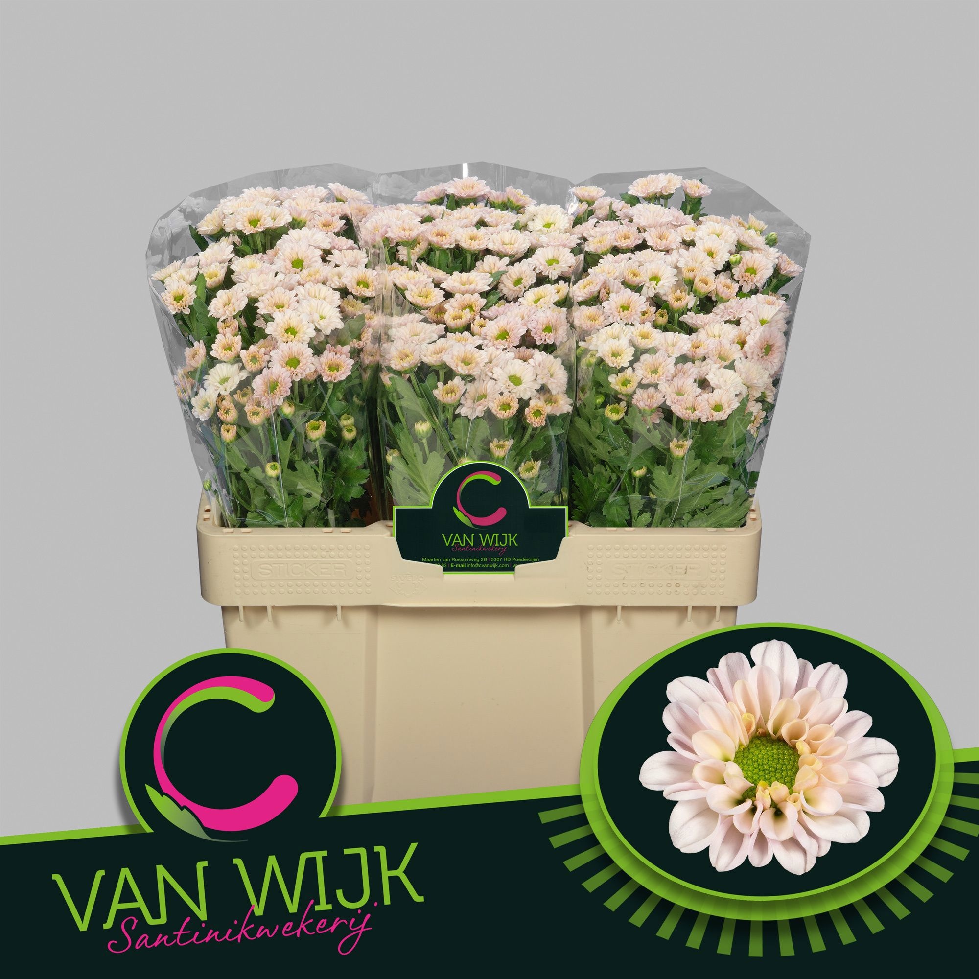 Chrys Santini Fabiani Pearl 50cm 600Ø