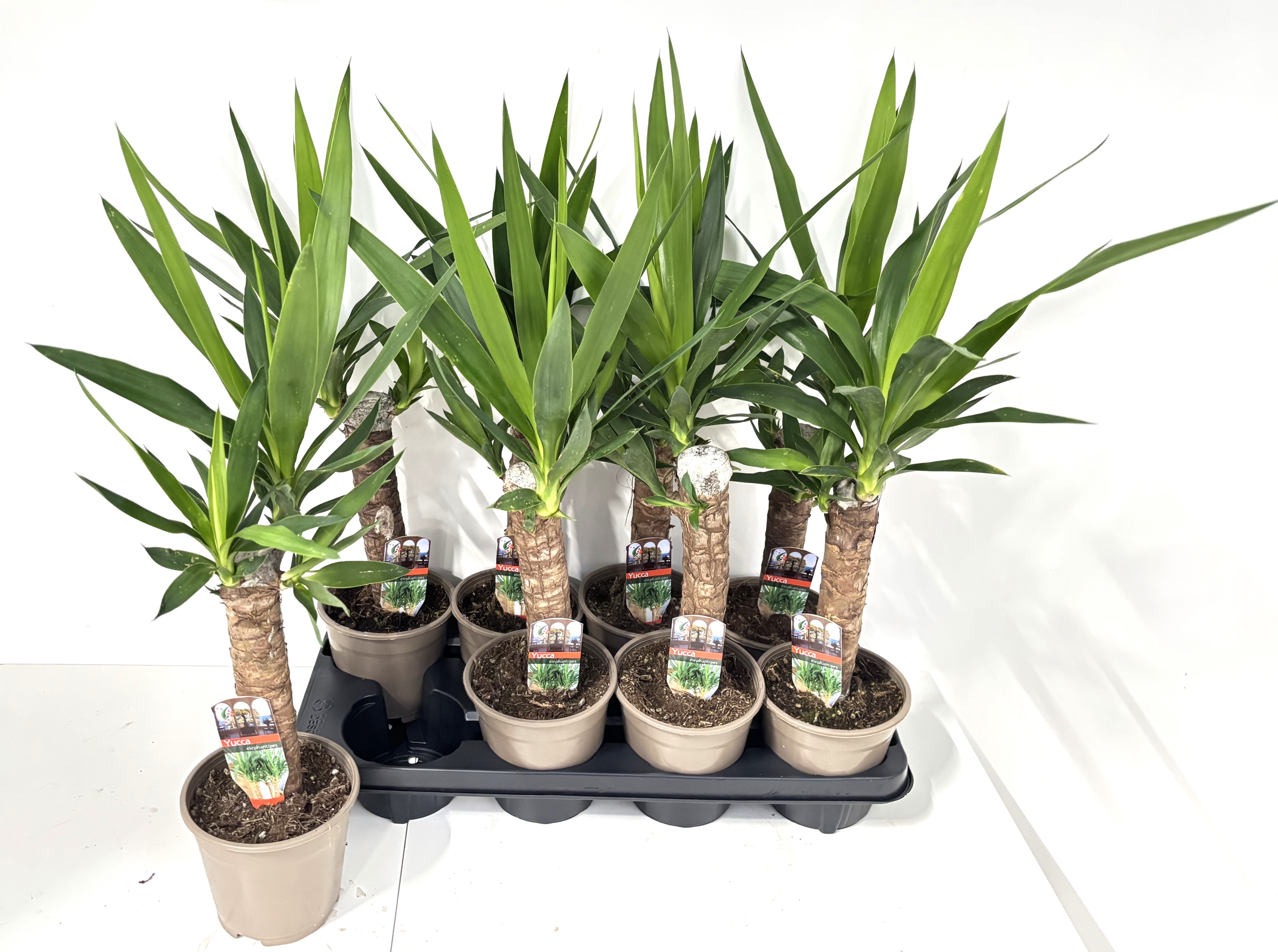Yucca 14P 60H 1stek 1kop