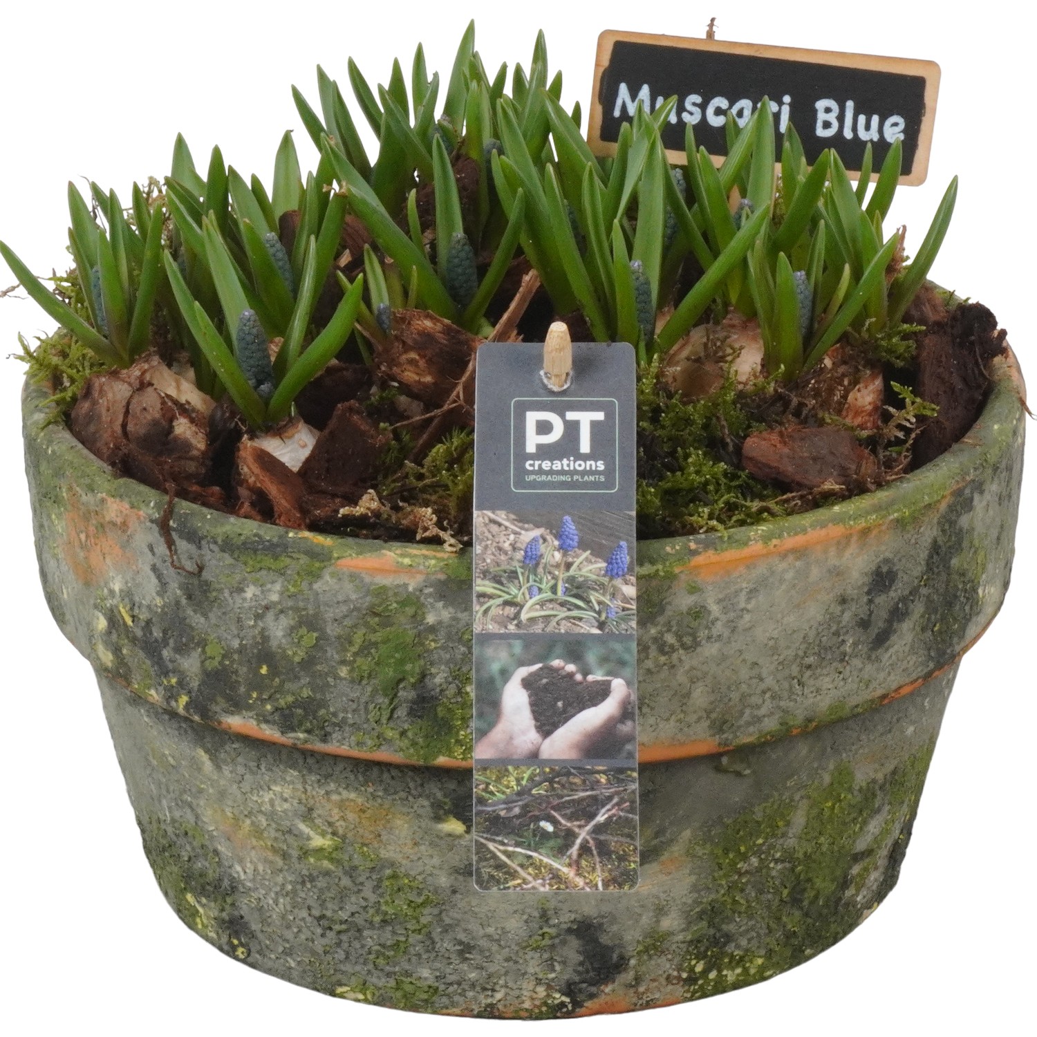 Picture of PTMB1062 Arrangement Muscari in terracotta bowl P21 18cm