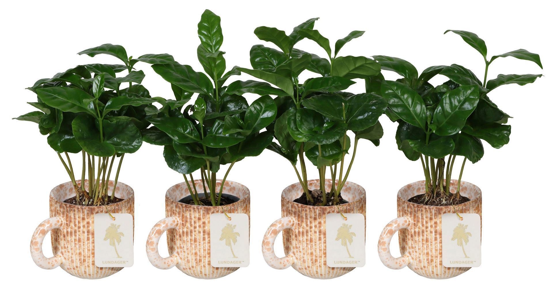 Coffea L 67193 With Coffea Arabica Mix