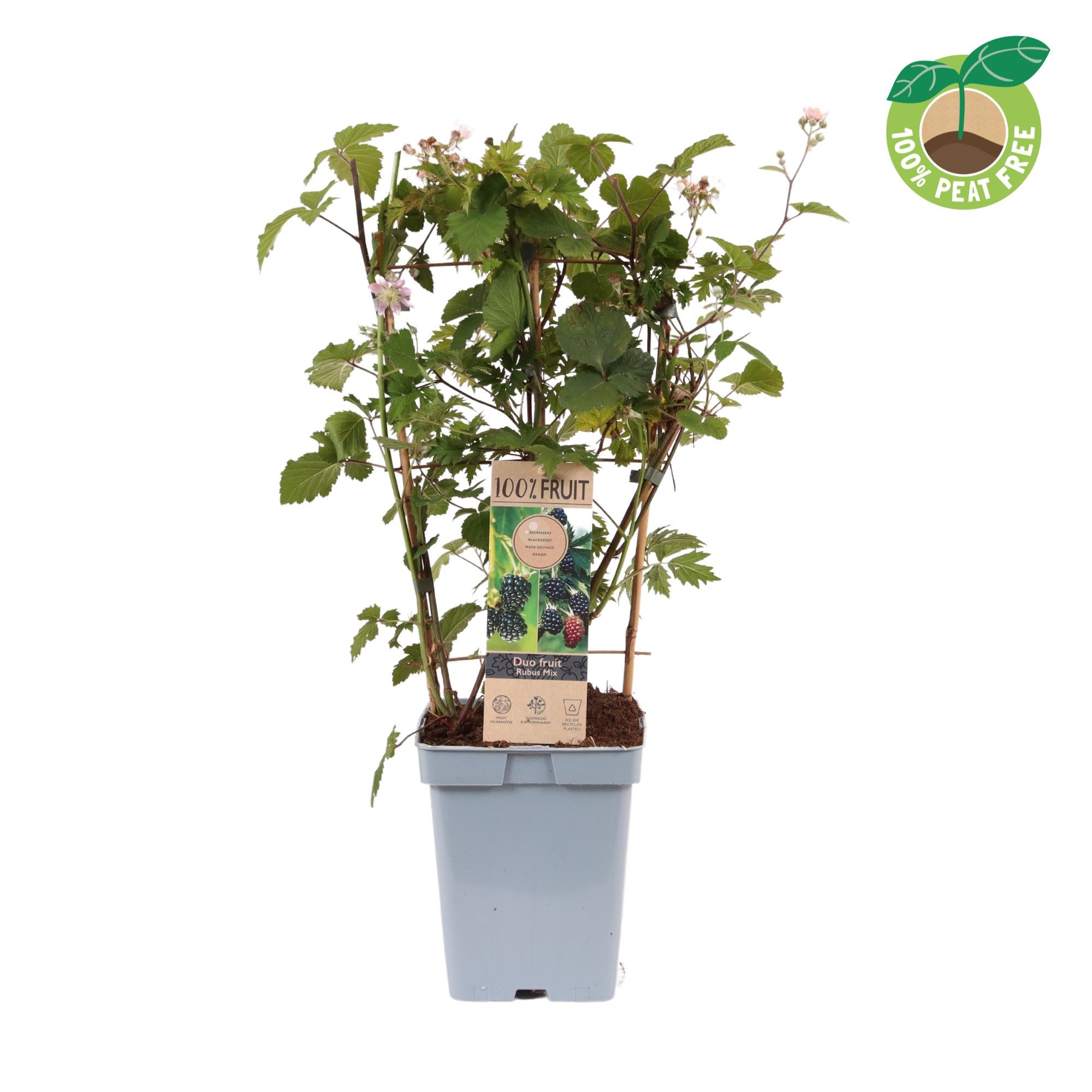 Picture of Rubus Duo Blackberry P23 (5 Ltr) TRELLIS