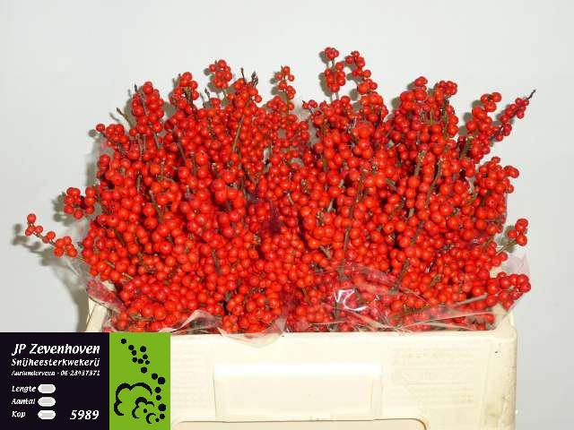Ilex Verticlilata 50cm