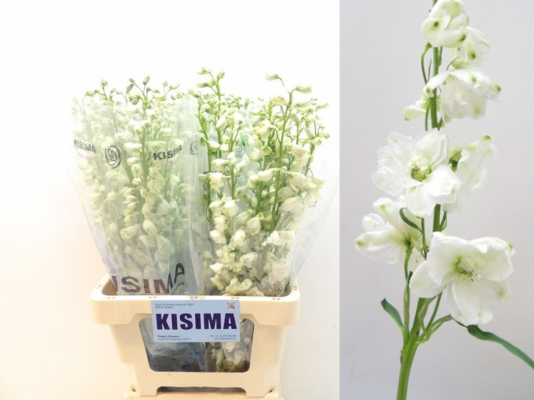Delphinium Elatum Guard White 70cm