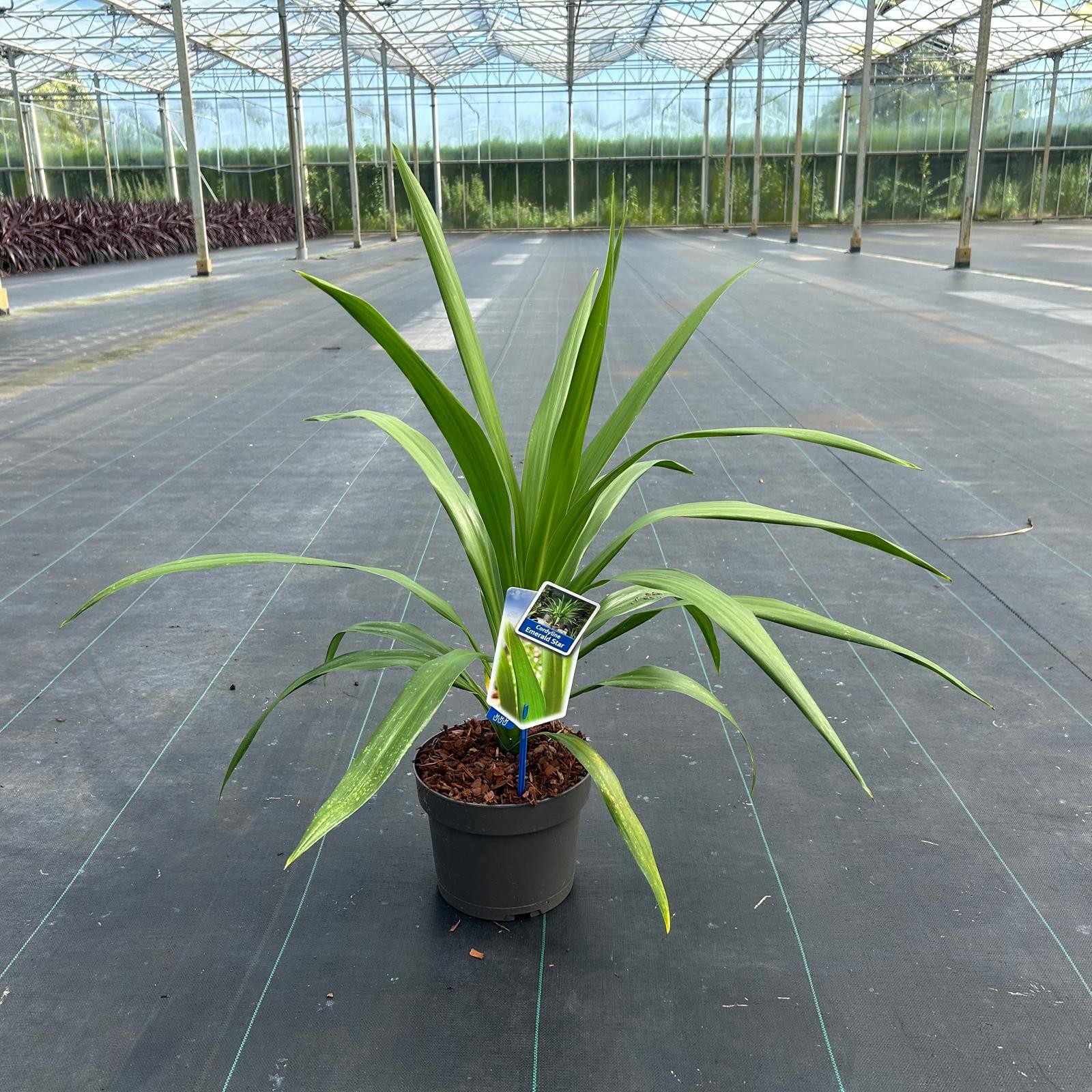 Picture of Cordyline Emerald Star ('Broadsword'PBR)