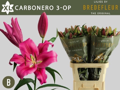 Li Ot Carbonero