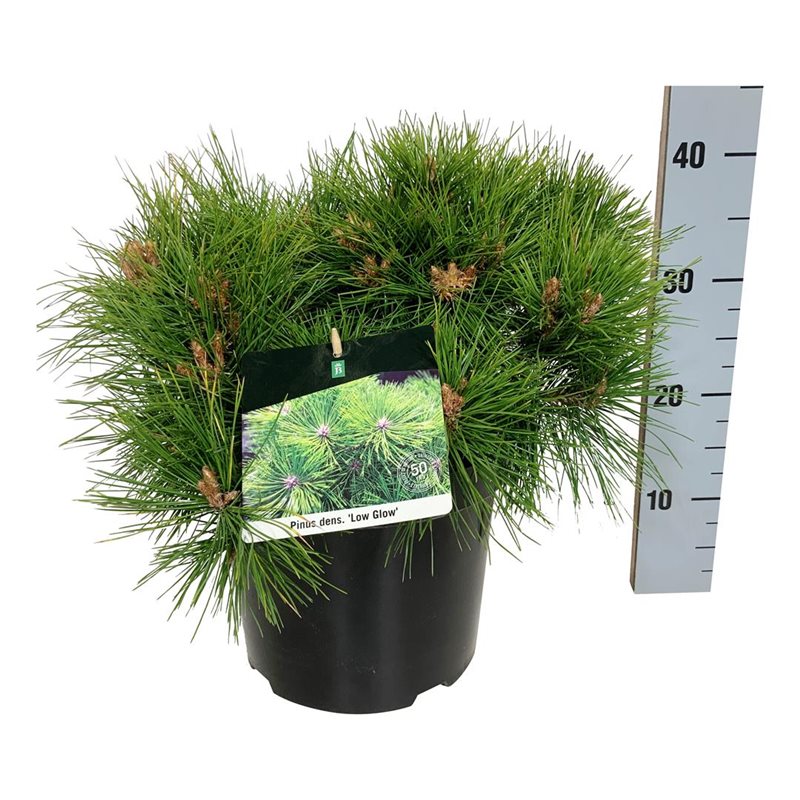 Picture of Pinus dens. 'Low Glow'