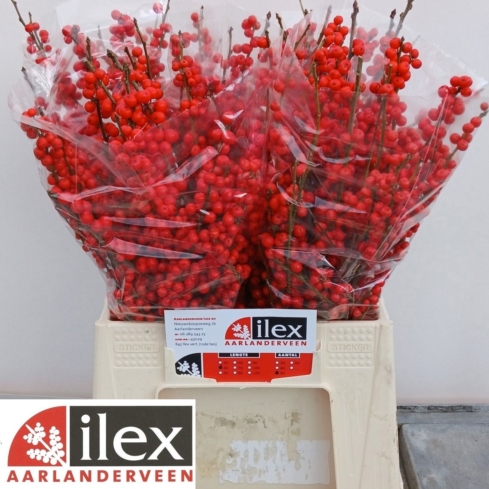 Ilex Verticlilata 40cm