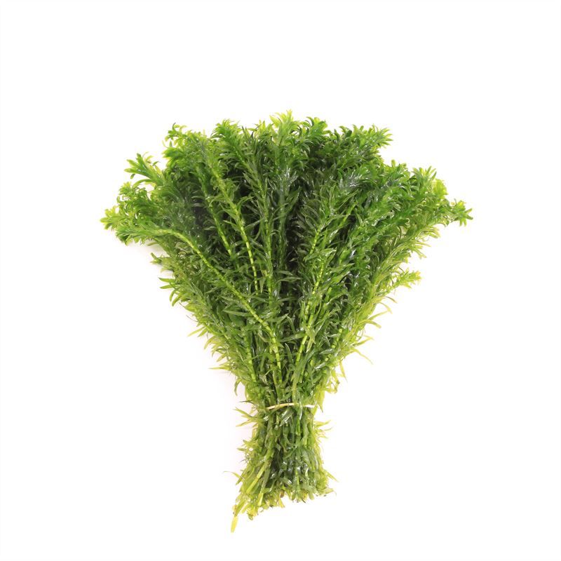 Elodea densa losse takken