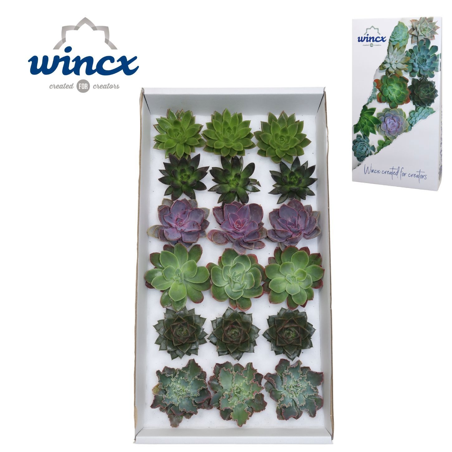 Echeveria Autumn Mix (wincx) Cutfl (6 Spcs)