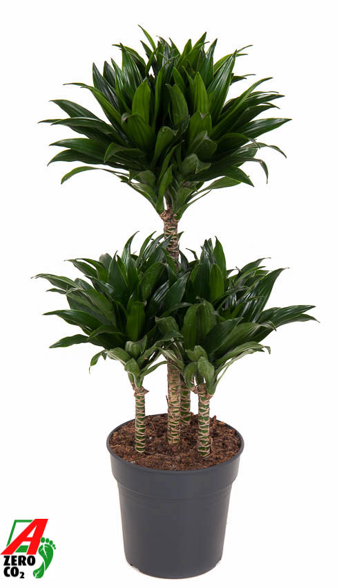 Picture of Dracaena compacta 45-carrousel P21 80CM