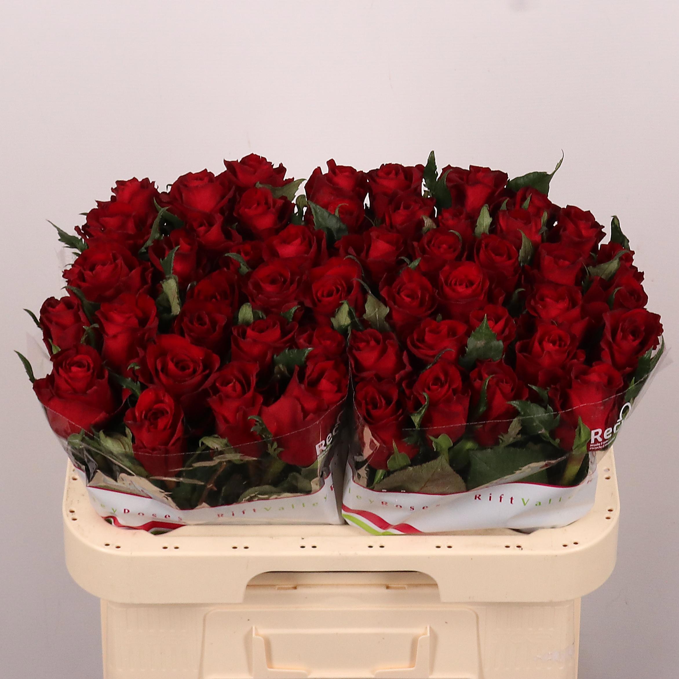 Rosa Ever Red 60cm