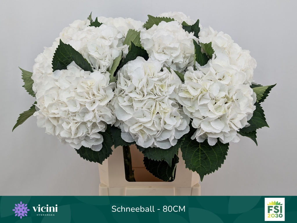 Hydr M Schneeball