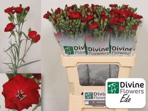 Dianthus Spr Solomio Edo 60cm