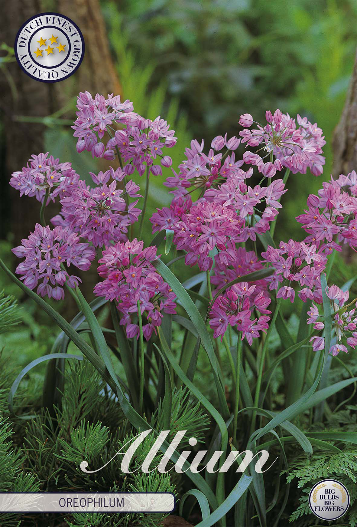 Allium oreophilum