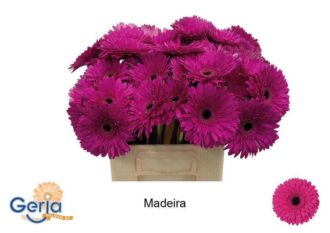 Gerbera Madeira