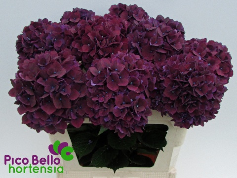 Hydrangea Ruby Red Purple 80cm 20Ø