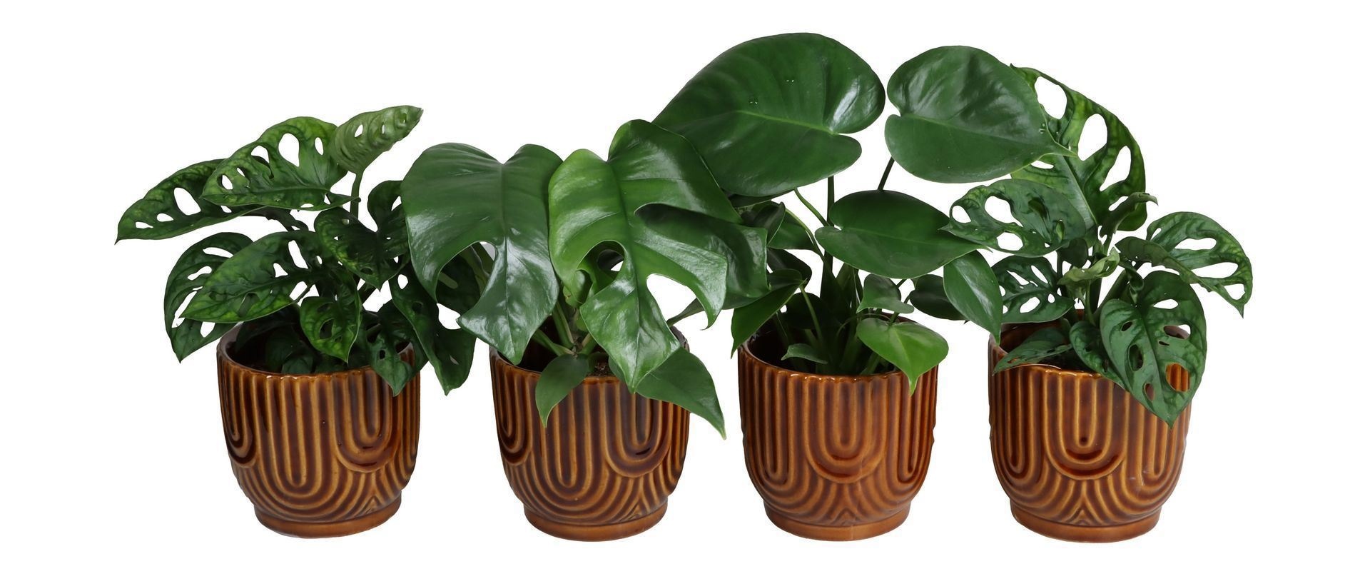 Monstera L 67574 with Monstera Mix